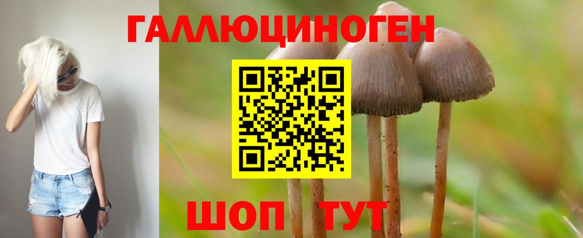 Галлюциногенные грибы Psilocybe Городец